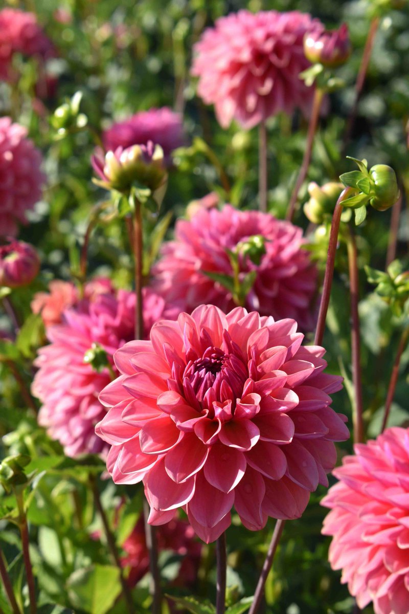 lorepatterson's tweet image. Flower Farm Visit at Swan Island Dahlias,@SIDahlias - The largest grower of tubers in the US - Dahlia "Cutie Patootie", "Intrigue", "Blah blah blah" and "Lora Ashley" @americangrown #Flowerfarmer #dahlia #Dahlialove #garden #farm #flowers