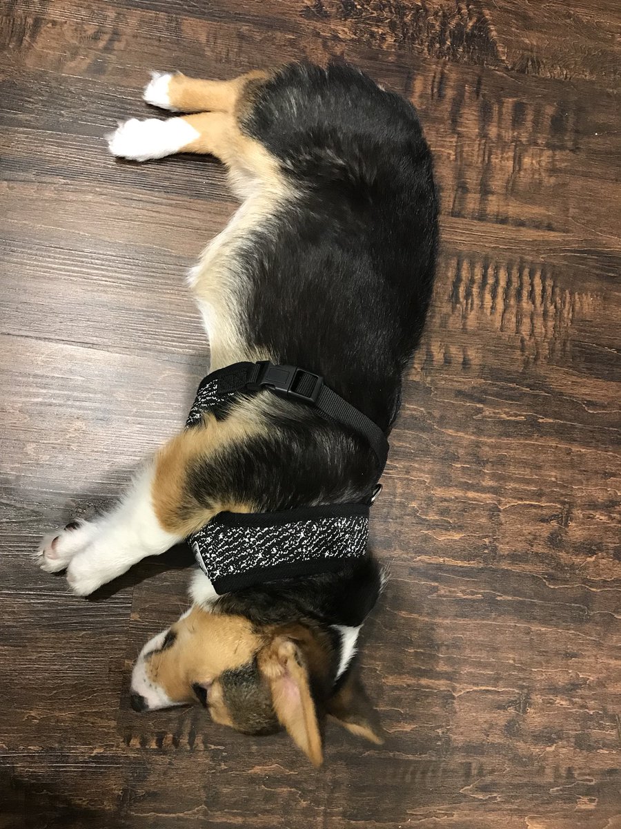 SaberWrigley's tweet photo. Long walk.  Little legs.  🐾💗#corgi https://t.co/gyFphf1CaJ