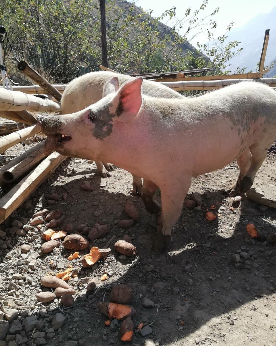 CerditosFelices's tweet photo. Gracias @moniquepard 🙏🏻 por apoyarnos, somos 3 cerditos rescatados 🐖 que vivimos en @VrindavanPeru - Matucana y sobrevivimos gracias a la generosidad de dicho hospedaje y las personas que nos donan camote. @MilagrosLeivaG @atokito @Frospigliosi @DianaSanchez_04 @MiguelArce_ https://t.co/0t8MQTwxS0