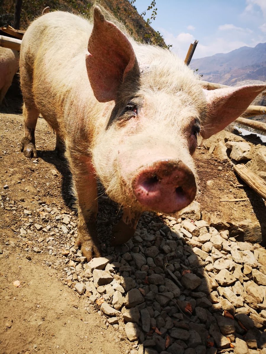 CerditosFelices's tweet photo. Gracias @moniquepard 🙏🏻 por apoyarnos, somos 3 cerditos rescatados 🐖 que vivimos en @VrindavanPeru - Matucana y sobrevivimos gracias a la generosidad de dicho hospedaje y las personas que nos donan camote. @MilagrosLeivaG @atokito @Frospigliosi @DianaSanchez_04 @MiguelArce_ https://t.co/0t8MQTwxS0