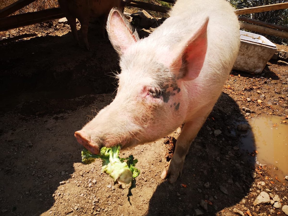 CerditosFelices's tweet photo. Gracias @moniquepard 🙏🏻 por apoyarnos, somos 3 cerditos rescatados 🐖 que vivimos en @VrindavanPeru - Matucana y sobrevivimos gracias a la generosidad de dicho hospedaje y las personas que nos donan camote. @MilagrosLeivaG @atokito @Frospigliosi @DianaSanchez_04 @MiguelArce_ https://t.co/0t8MQTwxS0