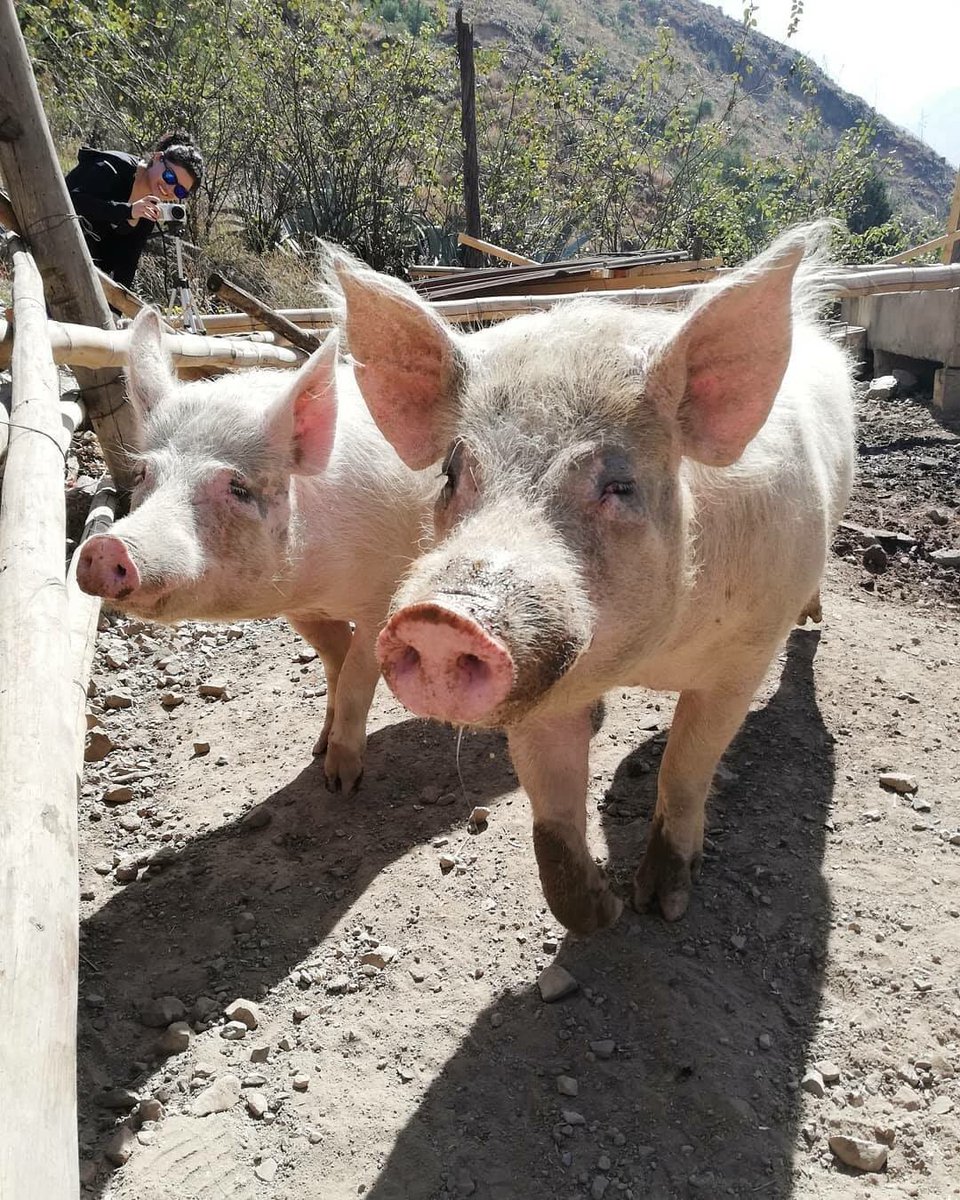 CerditosFelices's tweet photo. Gracias @moniquepard 🙏🏻 por apoyarnos, somos 3 cerditos rescatados 🐖 que vivimos en @VrindavanPeru - Matucana y sobrevivimos gracias a la generosidad de dicho hospedaje y las personas que nos donan camote. @MilagrosLeivaG @atokito @Frospigliosi @DianaSanchez_04 @MiguelArce_ https://t.co/0t8MQTwxS0