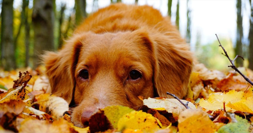 HELPNM's tweet photo. Fall is in the air and the changing of the seasons has begun. There are still plenty of fun and exciting things to do in NM. From taking a hike, to visiting one or all of the different festivals, the most important thing is to get out and enjoy it.
#helpnm #newmexico #falltime https://t.co/jbwK74g3m8