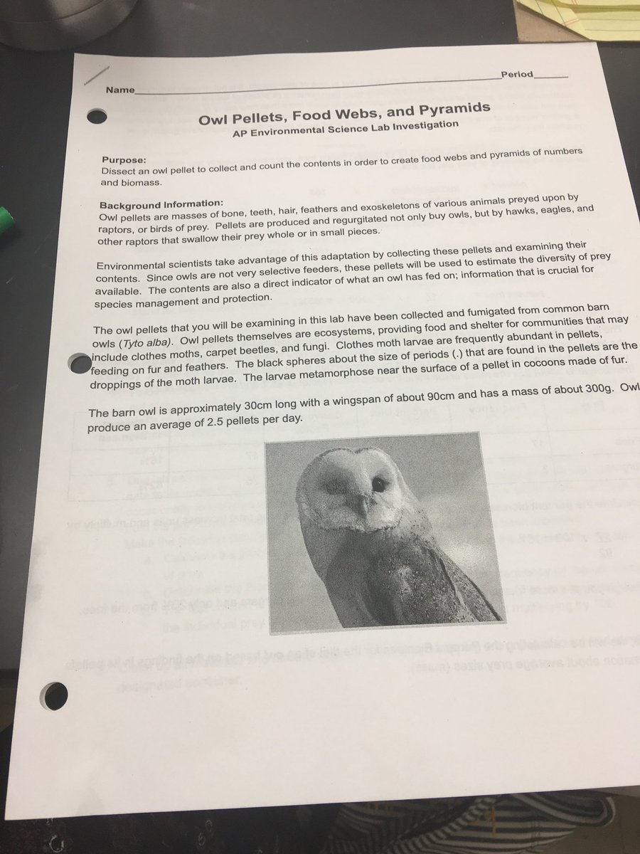 Laura Kirby On Twitter Dissected Owl Pellets In Apes This Week