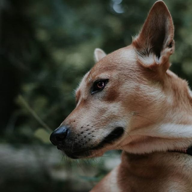 hotdogcollars's tweet photo. What a stunning shot🌟 we hope you're having a great week!
.
.
.
.
#Regram #WeeklyFluff #DogsOfInstaWorld #Canon #Nikon #IG_eternity #IgCutest_Animals #Photo #Photography #PetPhotography #ExcelentDogs #TopDogPhoto #Dog_Features #DogPhotography #TheSta… https://t.co/9s1xvPjkdp https://t.co/7IdCR9luZ3
