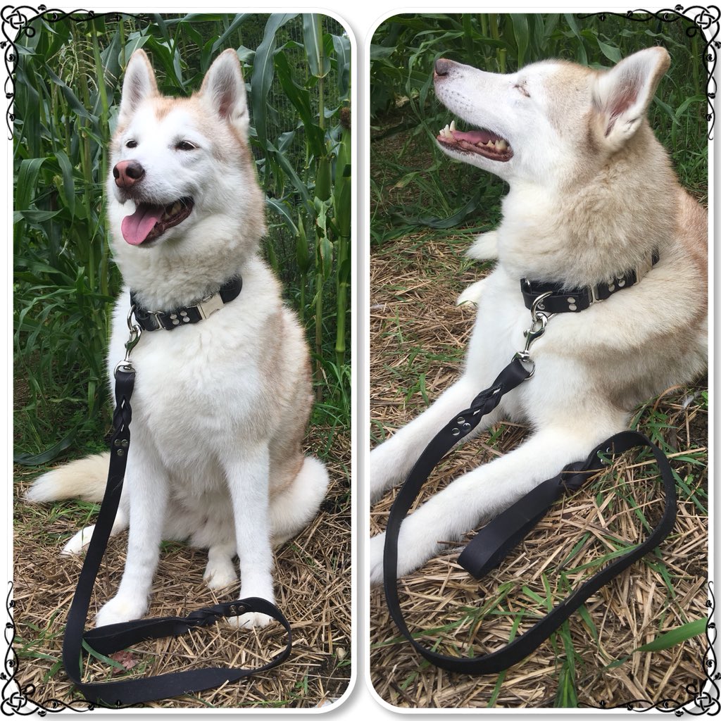 20% off when you buy a leash and collar combo! etsy.com/listing/638359… #DogsofTwitter #dogsarejoy #customcollar #personalizedcollar #doggo