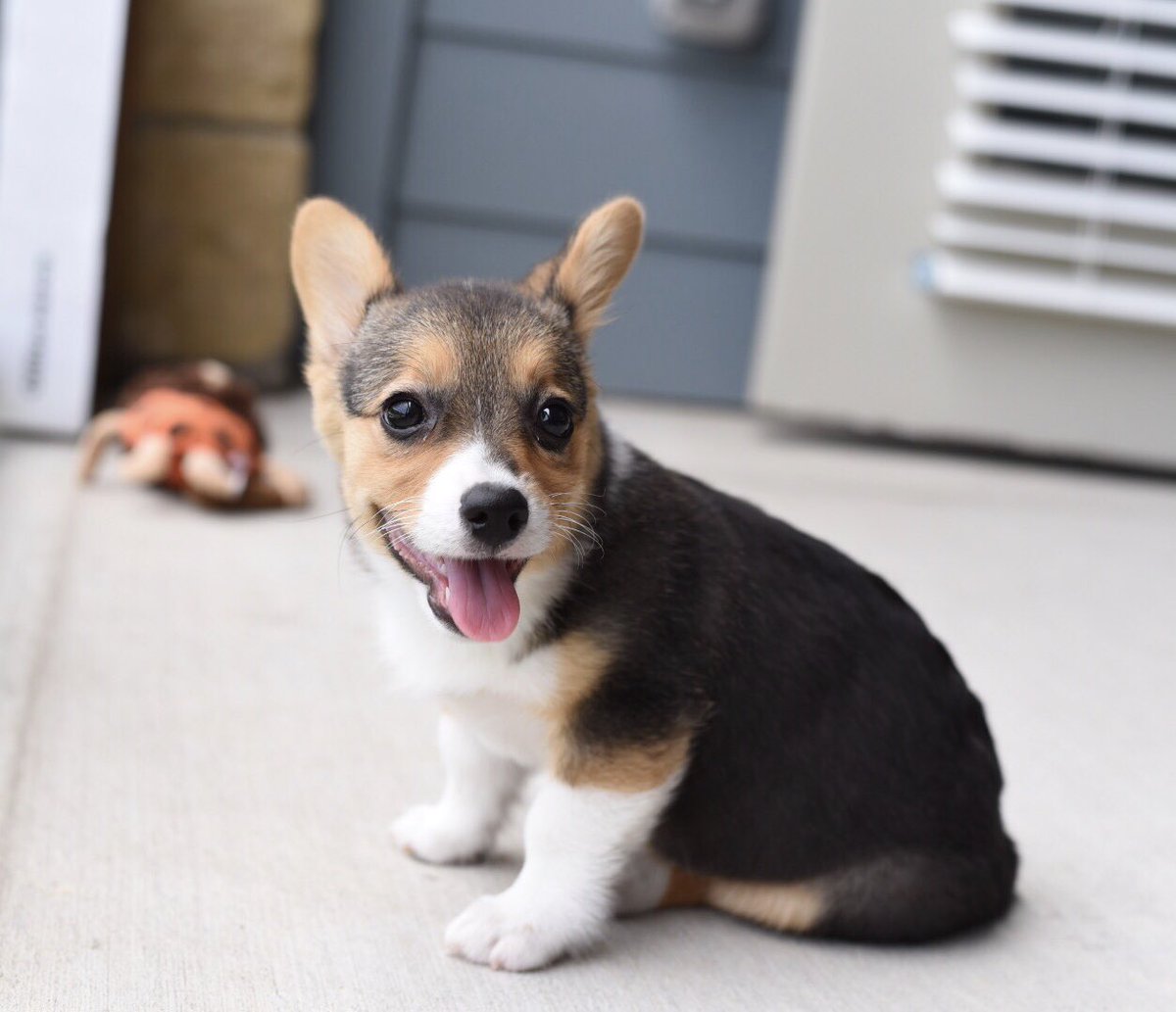 SaberWrigley's tweet photo. #ThrowbackThursday #corgi #puppies https://t.co/1NbFpyFd8S