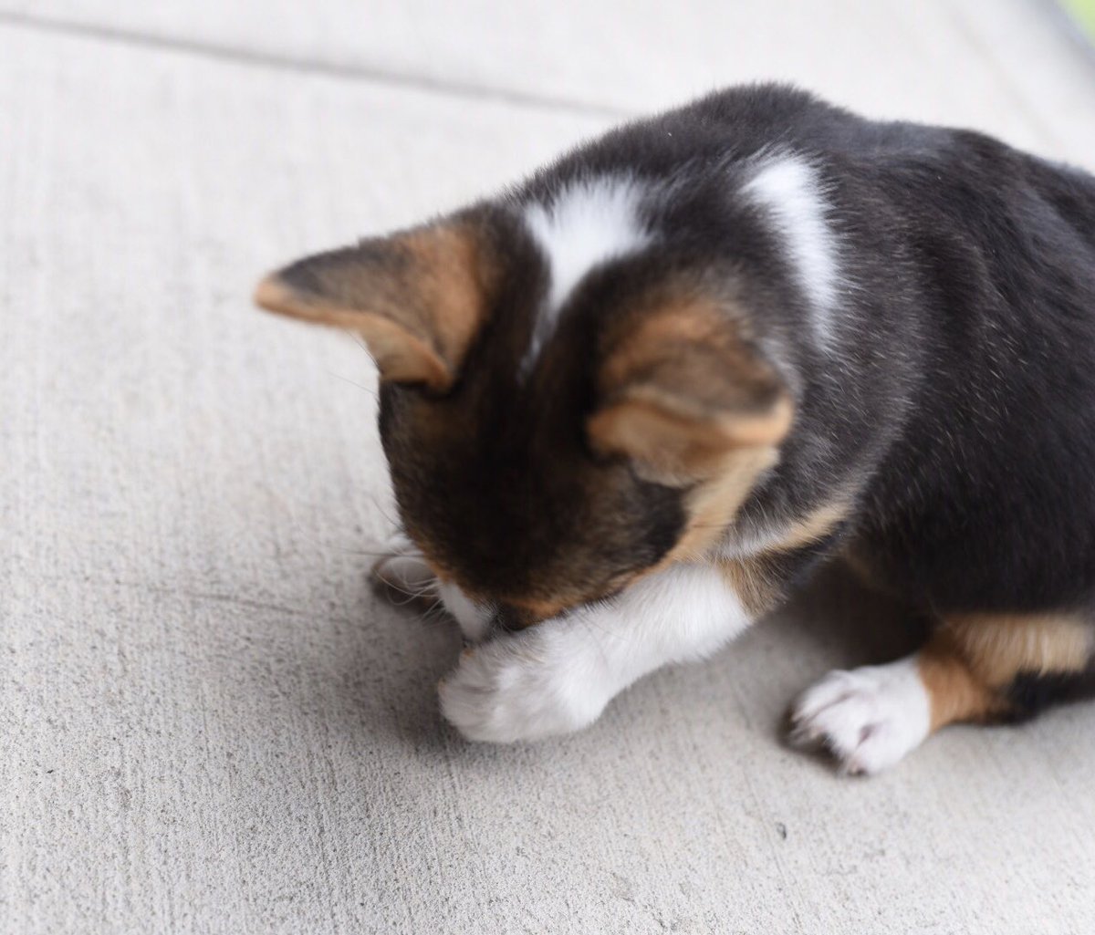 SaberWrigley's tweet photo. #ThrowbackThursday #corgi #puppies https://t.co/1NbFpyFd8S