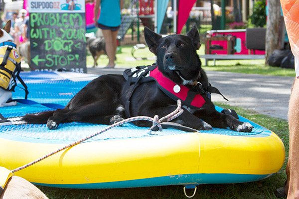 SurfingQLD's tweet photo. Pups on SUPs is back in 2018! Read here: https://t.co/mwlumAFr7K
#surf #surfing #dog #dogs #pups #puppies #queensland #qld #southport #broadwater #standuppaddleboarding #SUP #pupsonsups #community #goldcoast #visitgoldcoast #wearegoldcoast #thisisqueensland #visitqueensland https://t.co/s2YcGHd59A