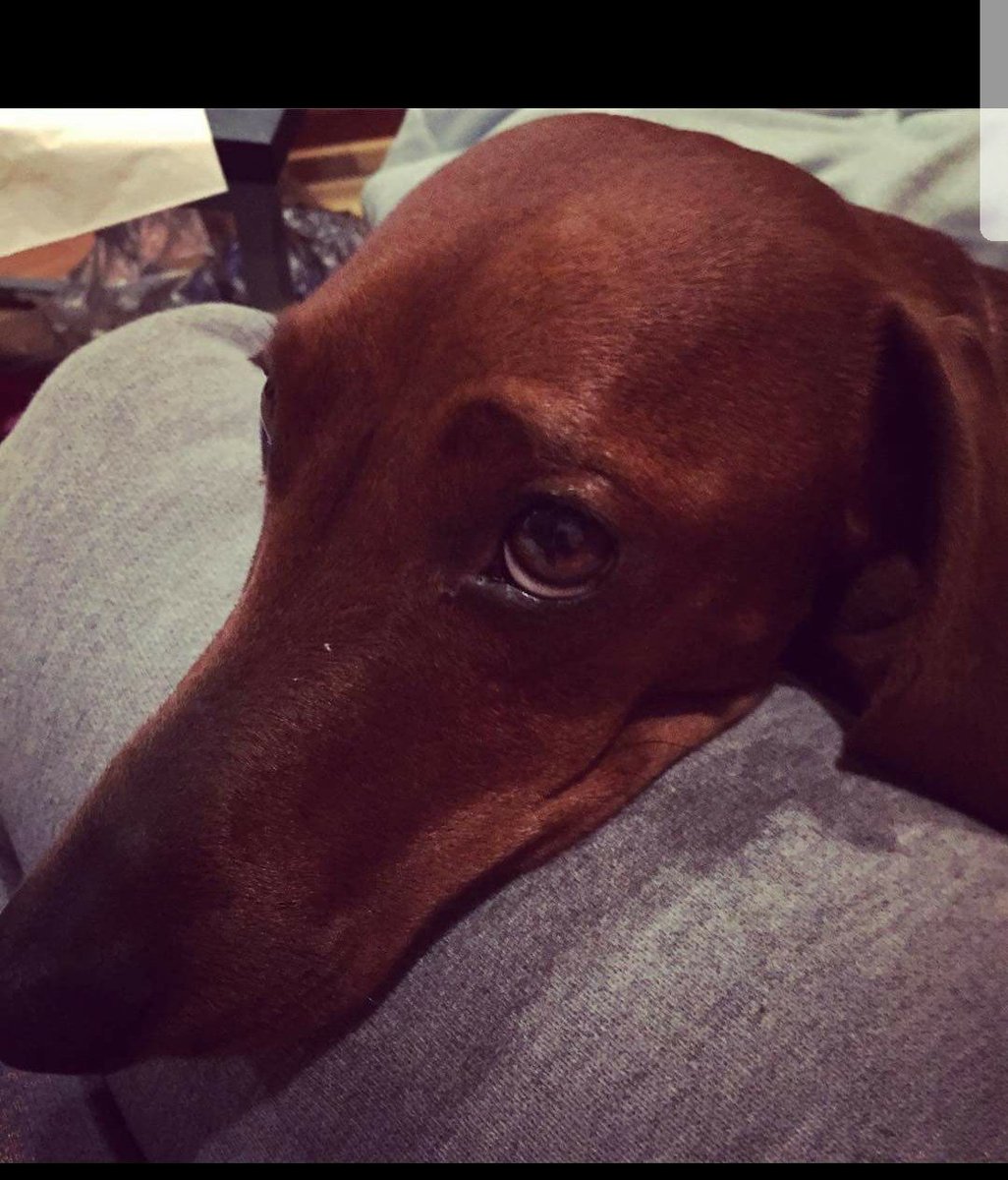 KatsenLula's tweet photo. Ellos son bobby y verá , bobby rescatado de ser maltratado por su antigua familia y verá (negra) fue rescatada de la calle , ambos se fueron al mismo hogar ahora son parte de una familia que los ama , gracias por adoptar a nuestros rescatados 💟
#AdoptaNoCompres https://t.co/lkFIoEQZpU