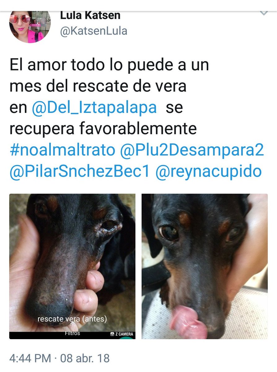 KatsenLula's tweet photo. Ellos son bobby y verá , bobby rescatado de ser maltratado por su antigua familia y verá (negra) fue rescatada de la calle , ambos se fueron al mismo hogar ahora son parte de una familia que los ama , gracias por adoptar a nuestros rescatados 💟
#AdoptaNoCompres https://t.co/lkFIoEQZpU