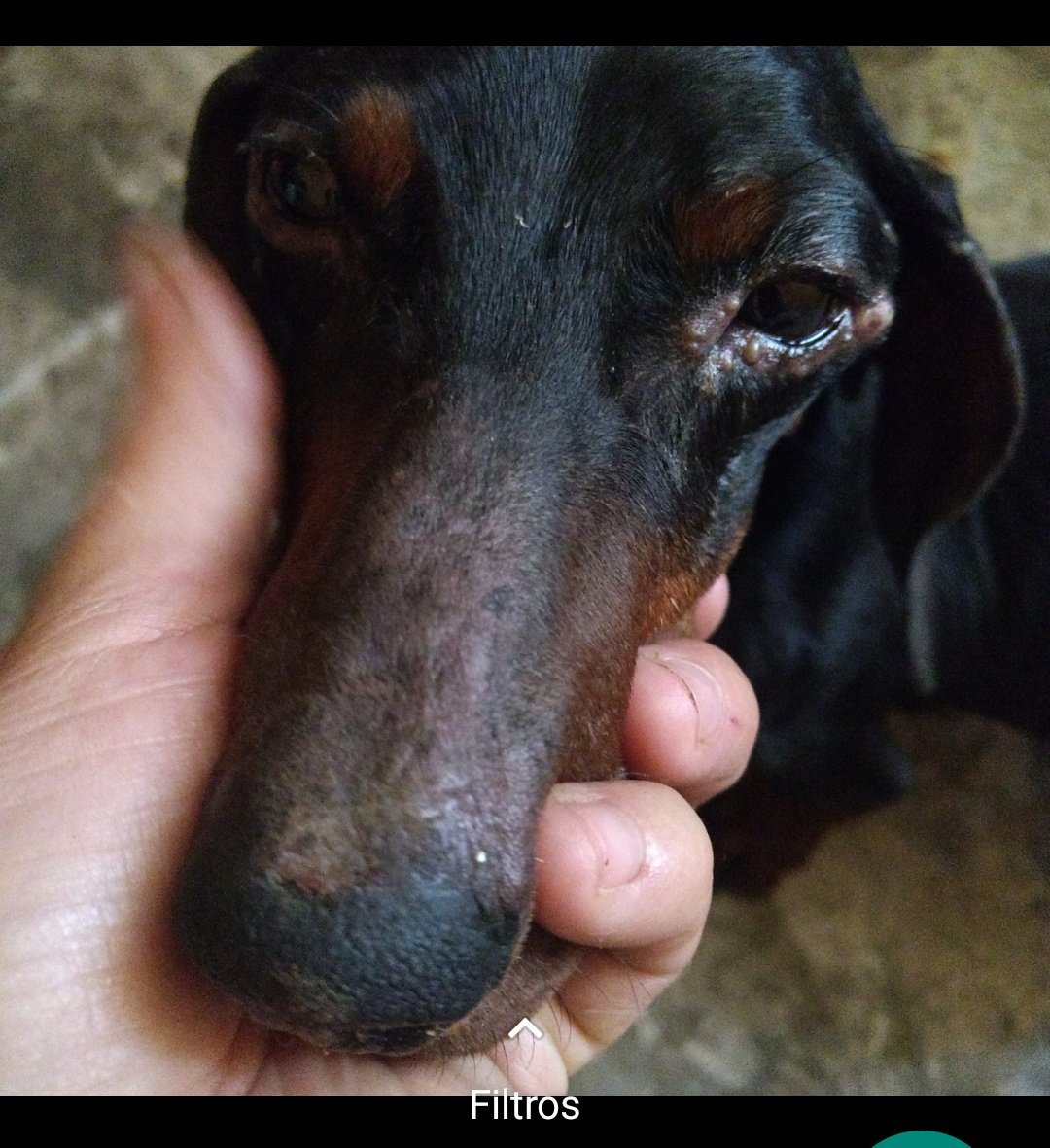 KatsenLula's tweet photo. Ellos son bobby y verá , bobby rescatado de ser maltratado por su antigua familia y verá (negra) fue rescatada de la calle , ambos se fueron al mismo hogar ahora son parte de una familia que los ama , gracias por adoptar a nuestros rescatados 💟
#AdoptaNoCompres https://t.co/lkFIoEQZpU