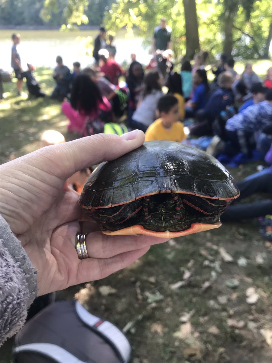 Mindy_Matthews5's tweet photo. Fish and frogs and turtles, oh my! Outdoor Ed Aquatic Station #205CougarPride #ShyTurtle #RopeSnake https://t.co/yIrtpyVBoI