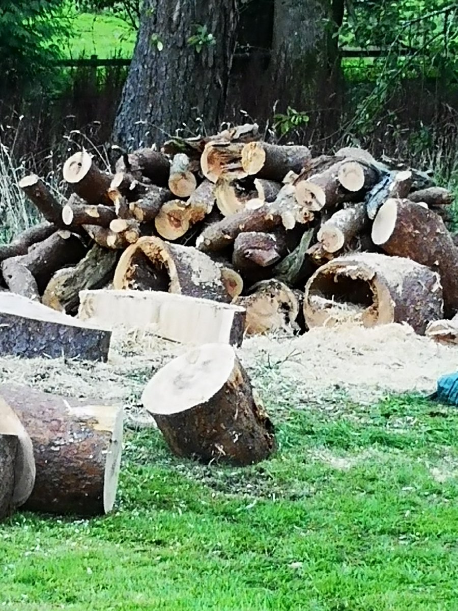 rawlimike's tweet photo. One of the great pine trees in the garden at #CloudsHouse was cut down today. For 35 years clients and families, spent many hours chatting and taking in the great view, along the valley, from its base. #ActionAddiction https://t.co/tH23egEmpH