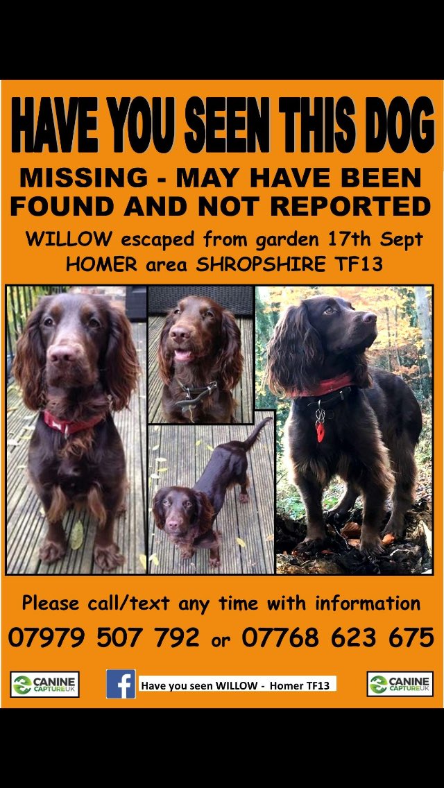 freyawoodhall's tweet photo. Please share Willow’s poster. We are completely devastated that she has been missing for 10 days now with no sightings. Someone must know something. She needs to be at home with her family. Her Romanian Street puppy sister is whining for her. We are all heartbroken 💔#findwillow https://t.co/WuKpPJM0Rd