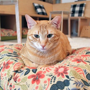 azureazuremag's tweet photo. The #Poshest Cat Cafés, for #cat and #wine lovers all over the world
#Cats #CatCafe #CatCafes #CatLover #Paws #Pets #Luxury
@KonekoNYC @Lecafedeschats @kittea_sf @LadyDinahsCats https://t.co/gEN58DZPvF https://t.co/0vrn2sqI88