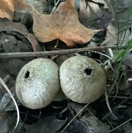 Small or common puffball mushrooms. They start out solid and then their insides turn to powdery spores and a hole opens in the top. When you press on them, a plume of brown spores puffs out. I remember these being endlessly fun when I was a kid. #mushroomsofminnesota