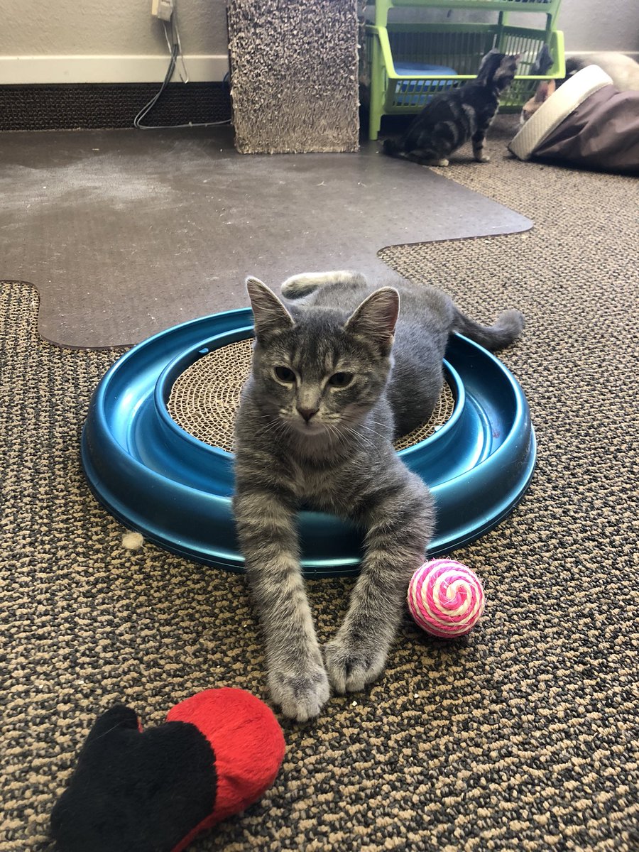 State Line Animal Hospital tweet media