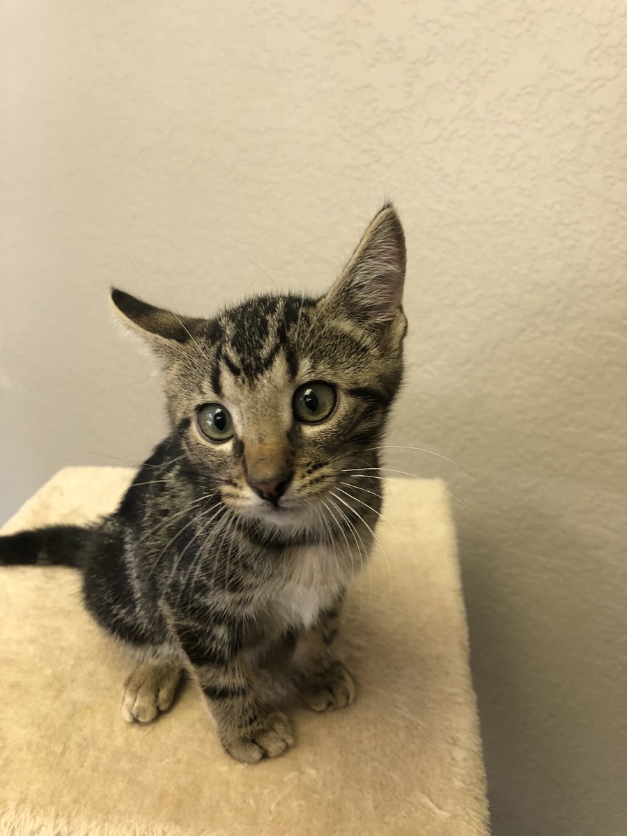 State Line Animal Hospital tweet media