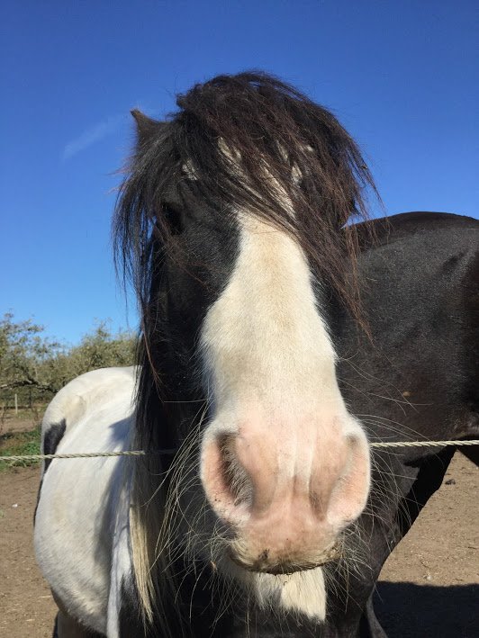 Eggsy Pony & Friends tweet media