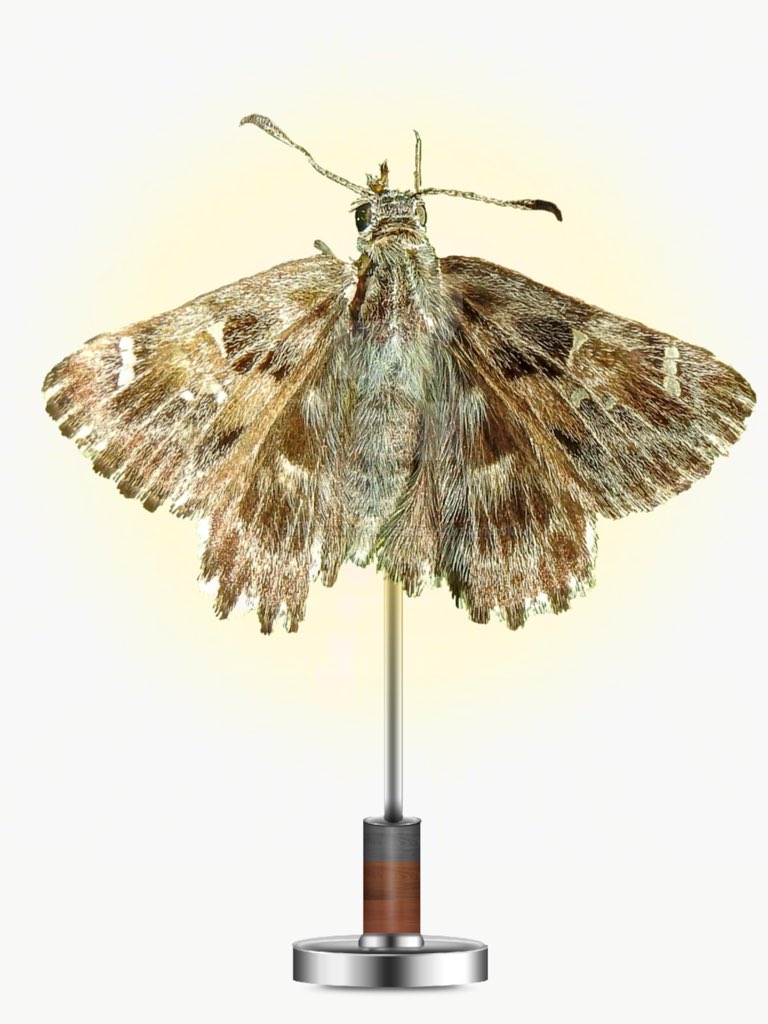 ProgressXVI's tweet image. LAMP