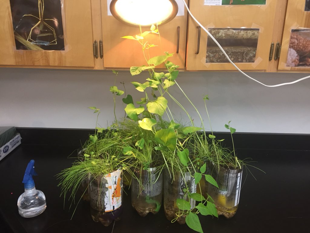 HaggardEagles's tweet image. Could you pass the 7th grade Sciennce test on photosynthesis? HMS students can thanks to hands on experience. #HMSscience