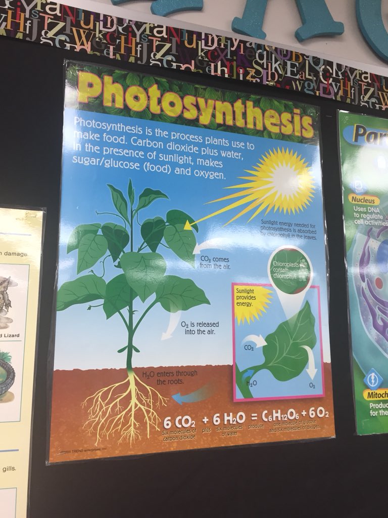 HaggardEagles's tweet image. Could you pass the 7th grade Sciennce test on photosynthesis? HMS students can thanks to hands on experience. #HMSscience