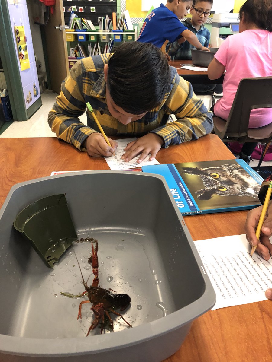 MrsHCampbell16's tweet image. Investigating crayfish structures #ThirdGradeScientists