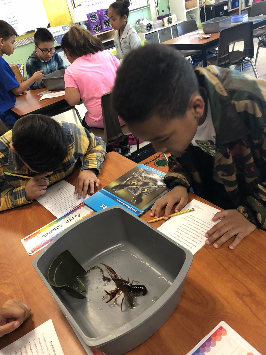 MrsHCampbell16's tweet image. Investigating crayfish structures #ThirdGradeScientists