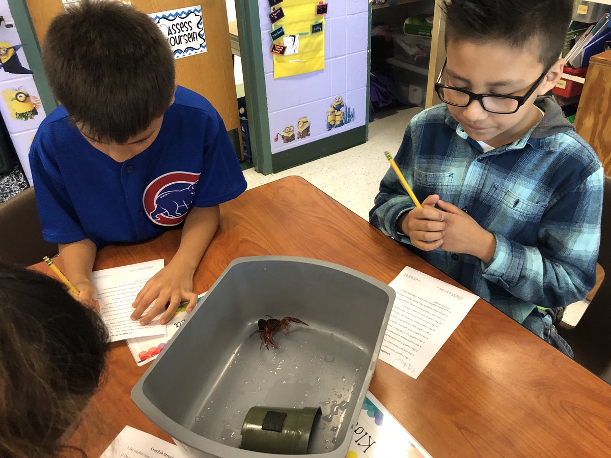 MrsHCampbell16's tweet image. Investigating crayfish structures #ThirdGradeScientists