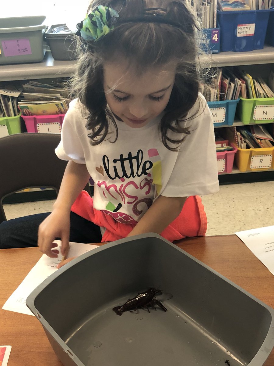 MrsHCampbell16's tweet image. Investigating crayfish structures #ThirdGradeScientists