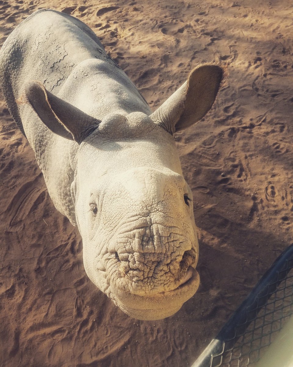 ᴀᴍʏ ʜʏᴘɴᴀʀᴏᴡꜱᴋɪ tweet media