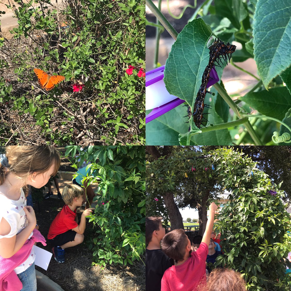 Jodie Pickin tweet media