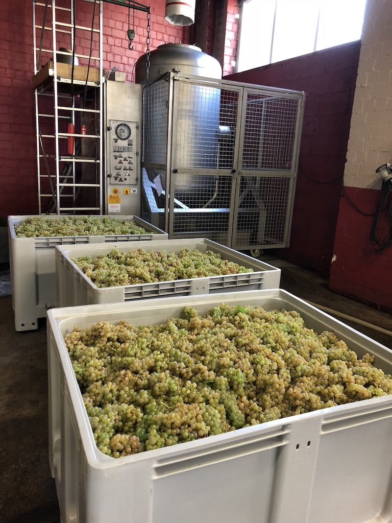 wine639's tweet photo. 残り10列を残しで本日の作業は終了!
約5000kgのリースリングが収穫できました。
#ドイツワイン #wine639 #Hipping #Riesling https://t.co/0pgHX8qwvB