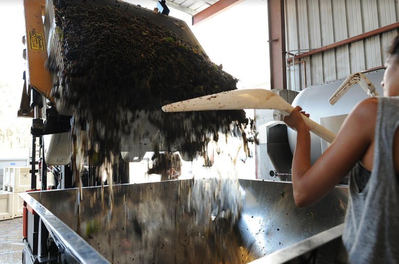 CarterHouseClub's tweet photo. It's just the beginning! #Harvest2018 🍇 https://t.co/fkAjZWpyaU