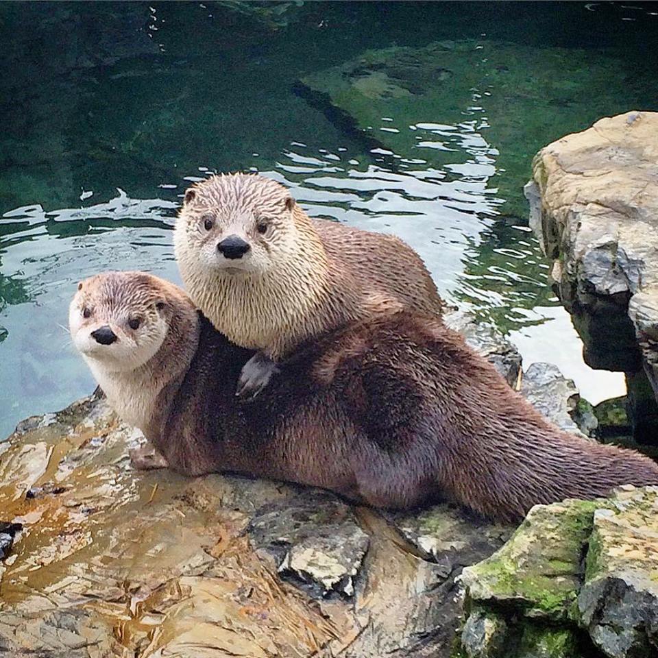 LIaquarium's tweet photo. When your friend has your back 👍 just a few more weeks until our  #JellyStrong think pink weekend! Wear pink October 13th and 14th and get 20% off admission! 💗

#liaquarium #otter #cuteanimals #JellyStrong #ThinkPink #breastcancerawareness #october https://t.co/WUc9g09xZ5