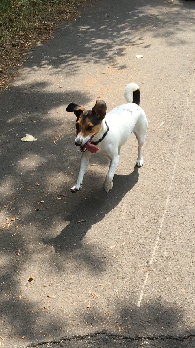Melissawils88's tweet photo. @DaveJackRussell  this is still one of my faves from the summer 🐶😍 #DogsofTwittter https://t.co/3tRbvG3AxD