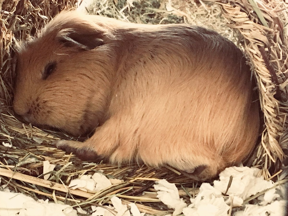 TuftyPiggie's tweet photo. Sometimes those golden boys are quiet... #goldensnooze #goldenpantaloon https://t.co/v9RjradcLd