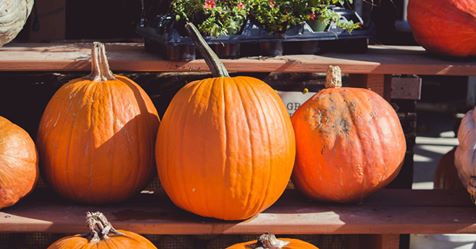 FishersIN's tweet photo. Celebrate fall at the Fall Harvest Festival this Saturday at #FishersFarmersMarket! Pick up pumpkins, apples, mums &amp; other seasonal products as you enjoy boot-scootin’ tunes, kids activities, and other #fallfun! https://t.co/2yrdKz5dkZ