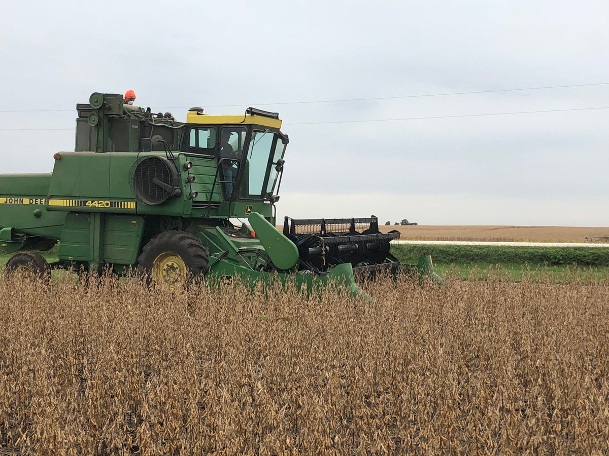 Harvesting the P K Placement soybean plots today.