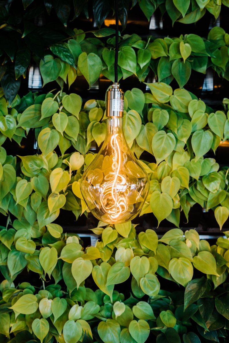springhausco's tweet photo. What’s so great about @wordofTala bulbs? So many things! They can only be purchased here at Springhaus and in New York. They are NOT hot to the touch. For each bulb purchased they plant 2 trees. 🌱 #Springhaus #EverythingAmazing #TalaBulbs #Ecofriendly https://t.co/QhH1MdsclL