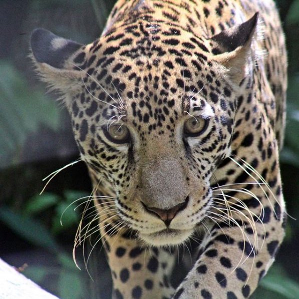 studyinbelize's tweet photo. Pop Quiz!! There are 5 species of cats in Belize. Can you name this cat as well as the other species? Share in the comments below. https://t.co/SolyvGbRej #studyabroad #studyinbelize #wildlifeofbelize #explorebelize #servelearnexplore #learnwithoutwalls #TEPChat https://t.co/nYnCJJdv9M