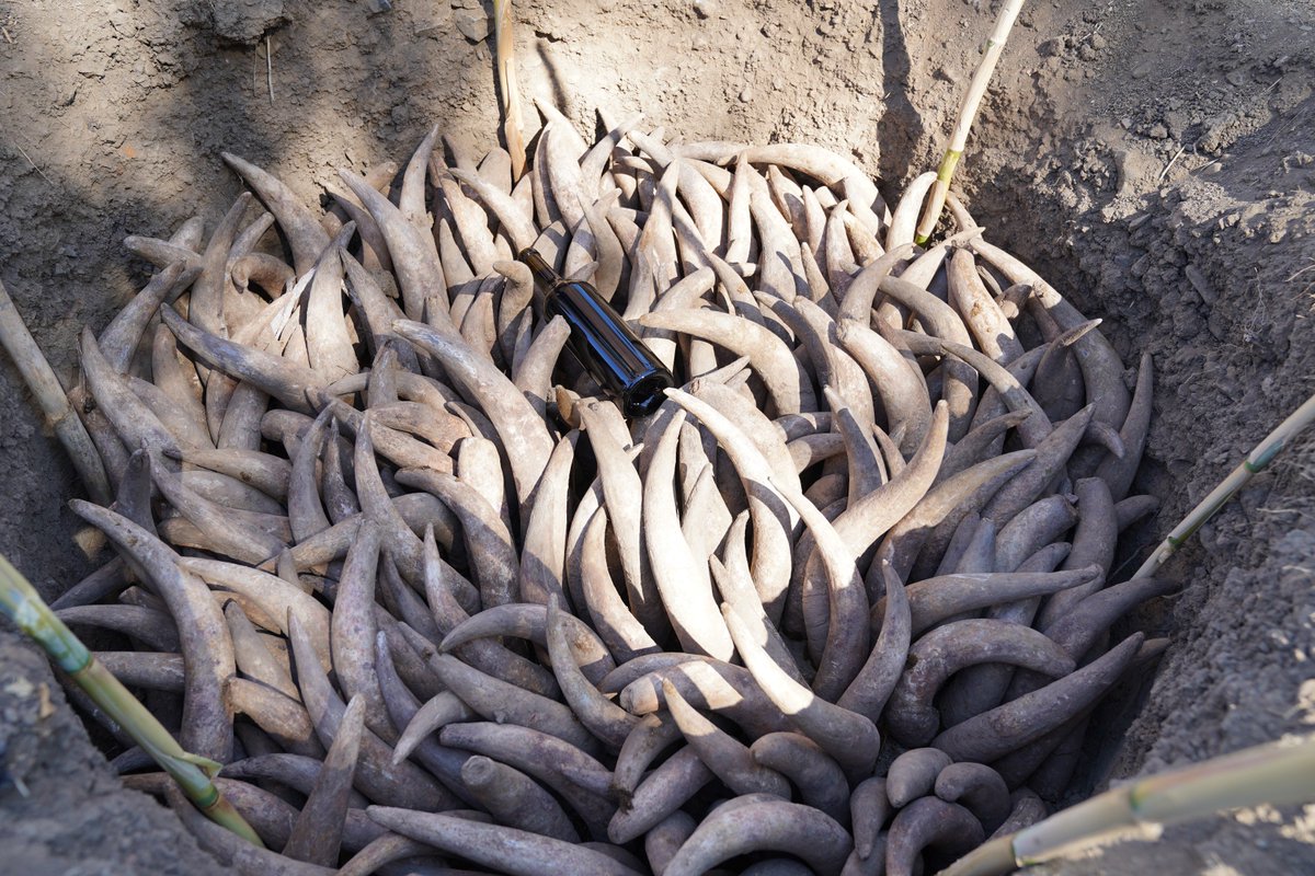 Burial of our cow horns