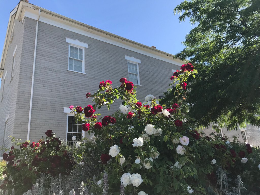 Thisistheplace1's tweet photo. Did you know that the Rose is called The Queen of Flowers? And the largest rose bloom ever bred was a pink rose measuring about 33 inches in diameter. It was bred by Nikita K. Rulhoksoffski. And one rose hip contains 40 to 50 seeds!” #joannabanana #dorab https://t.co/kdKrYQExVT