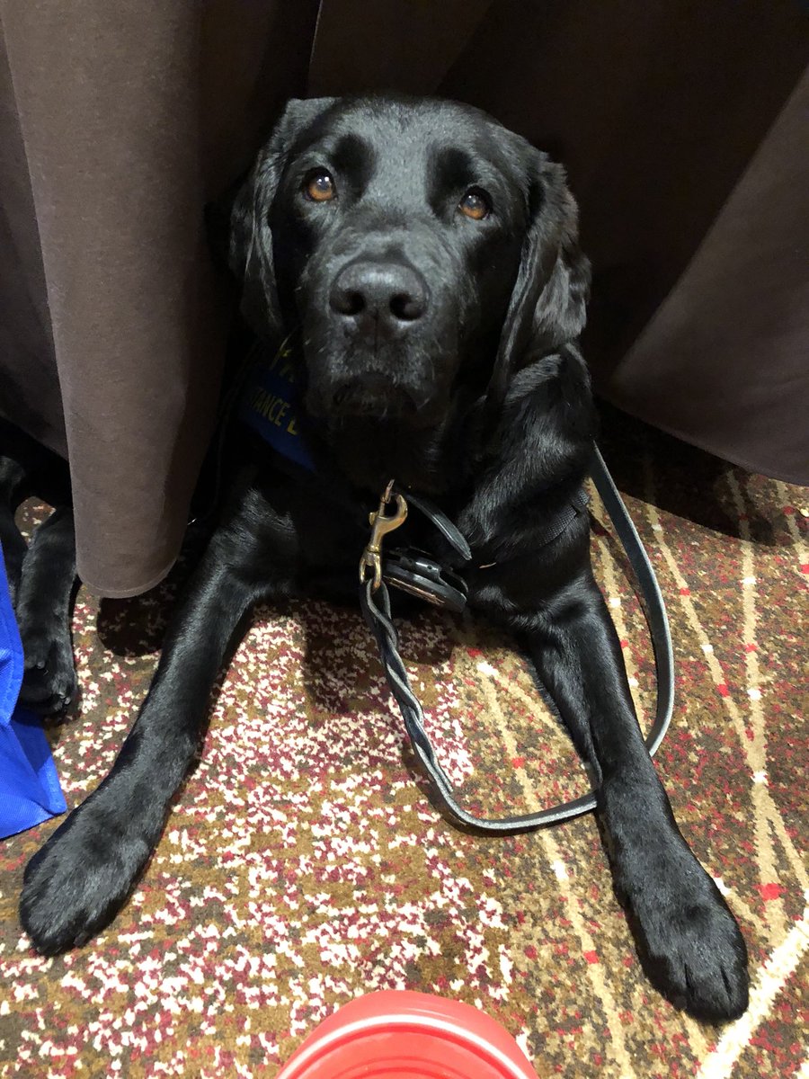 PADSk9Merlot's tweet photo. It’s time to come out from under the table. Next topic is on the use of #facilitydogs in #forensicchildinterviews #thatsmyforte #policing #ChildAbuse #bestpractices @CourthouseDogs @PADSdogs @reginapolice https://t.co/jIwFHQLfpc