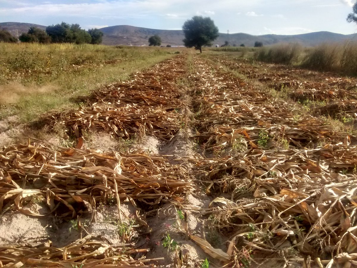 LuisAguilarMod3's tweet photo. 26/09/2018. En recorrido por San Bartolomé Hueyapan, Tepeaca, Puebla. Pese al mal temporal de este año, algunas parcelas tendrá producción, sin embargo será baja y en muchas, nula. #proagrocapacita https://t.co/sr9JZjKqY4