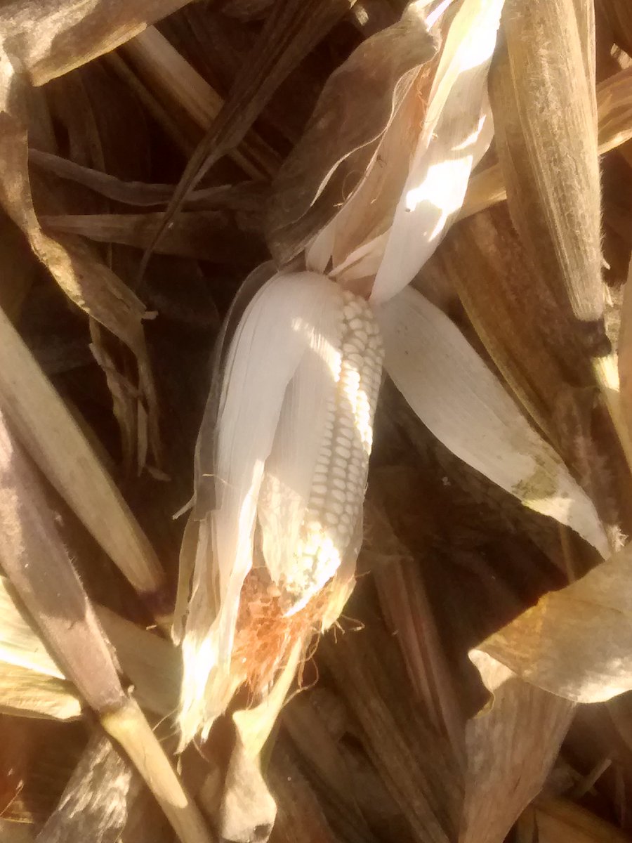 LuisAguilarMod3's tweet photo. 26/09/2018. En recorrido por San Bartolomé Hueyapan, Tepeaca, Puebla. Pese al mal temporal de este año, algunas parcelas tendrá producción, sin embargo será baja y en muchas, nula. #proagrocapacita https://t.co/sr9JZjKqY4