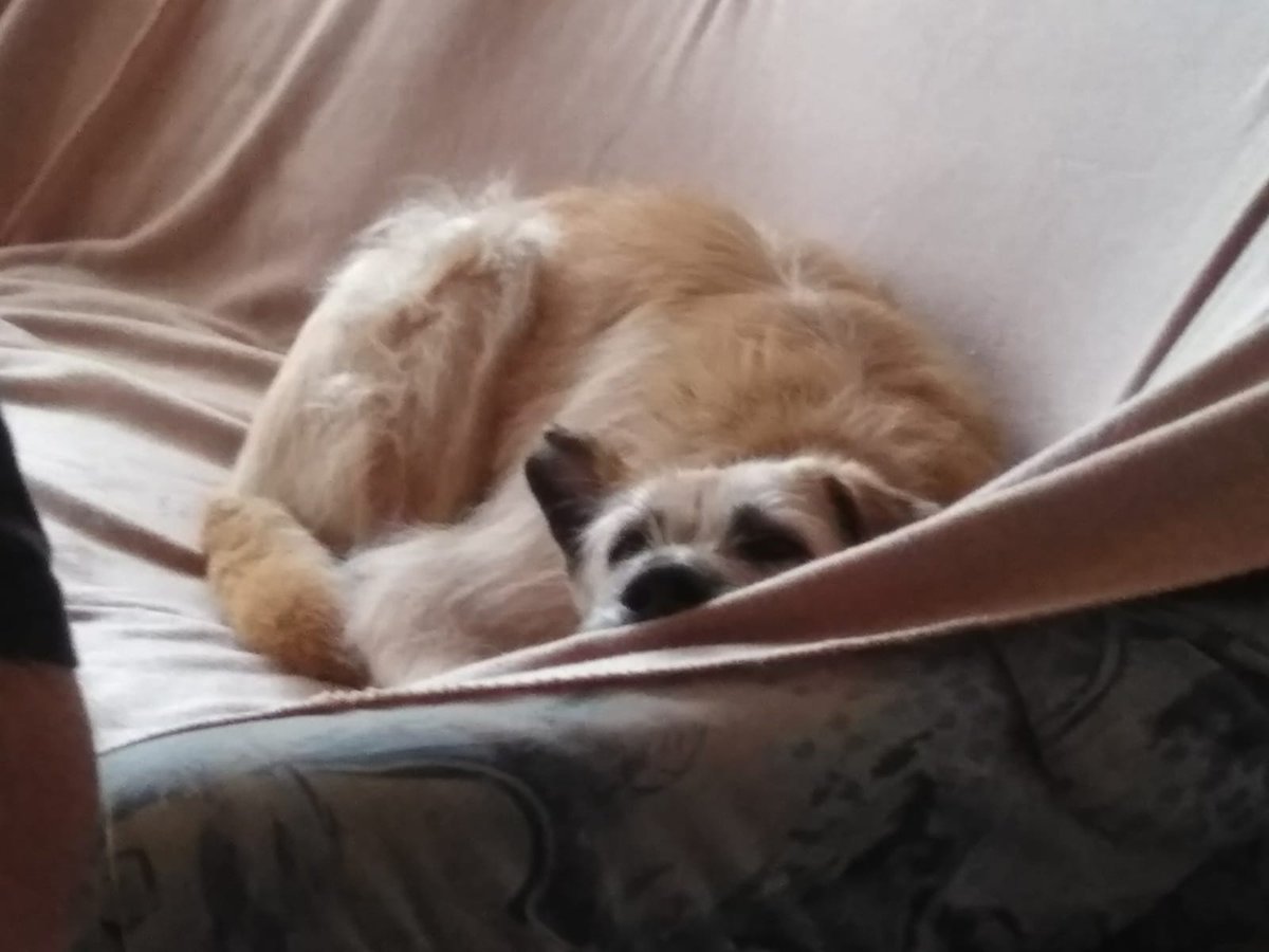 PontowAnke's tweet photo. Lazy dog.... https://t.co/tkcNWt5aSu