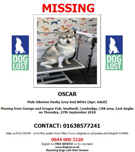 DogLostUK's tweet photo. #LOST #DOG OSCAR Male #SiberianHusky 
George &amp; Dragon Pub #Snailwell #CB8 
Thursday 27th September 2018
#LostDog @VetsGetScanning @SAMPAuk_ 
https://t.co/H8q7nxyxrN https://t.co/ignyfPV8mG