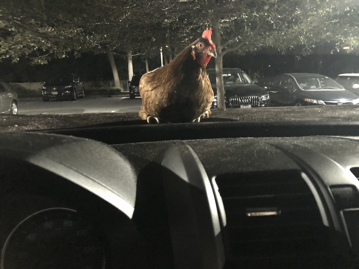 Bharv13's tweet photo. If it’s on my car tomorrow morning does that mean it’s mine? https://t.co/Prqh93LOPJ